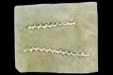 Two Archimedes Screw Bryozoan Fossils - Illinois #129642-1
